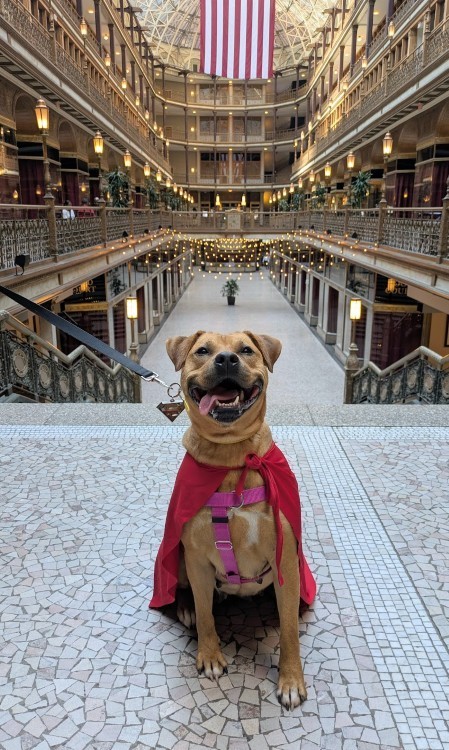 Mango at the Arcade, hoping to be someone's Superdog